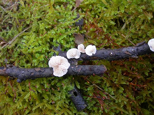 I  Funghi  dopo  l''Uragano